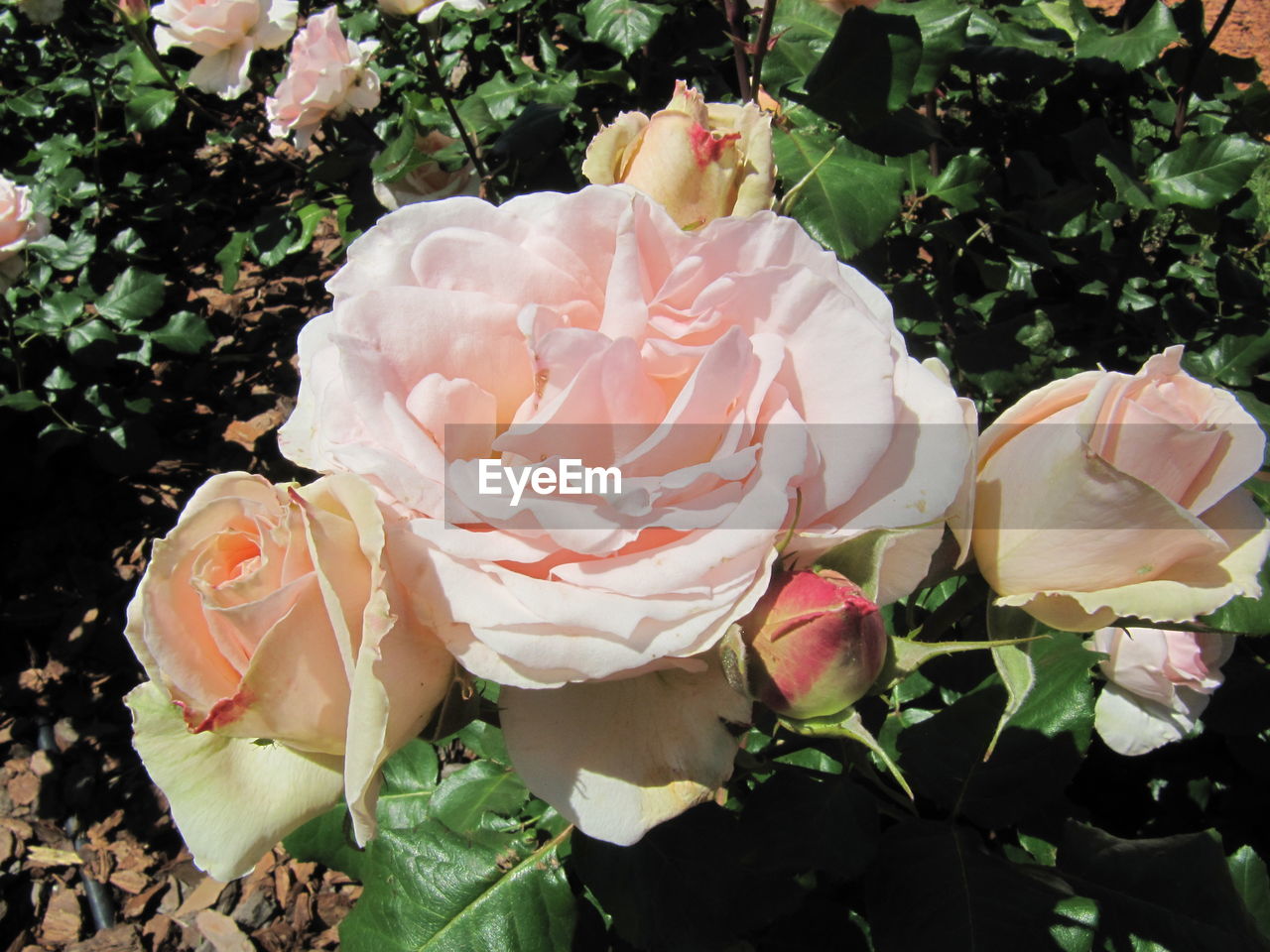 Close-up of white roses blooming outdoors