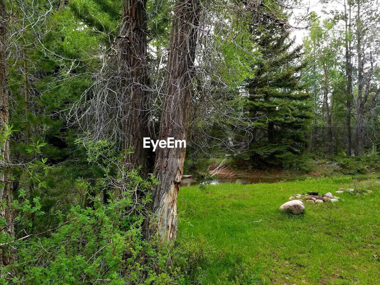 VIEW OF A SHEEP IN A FOREST