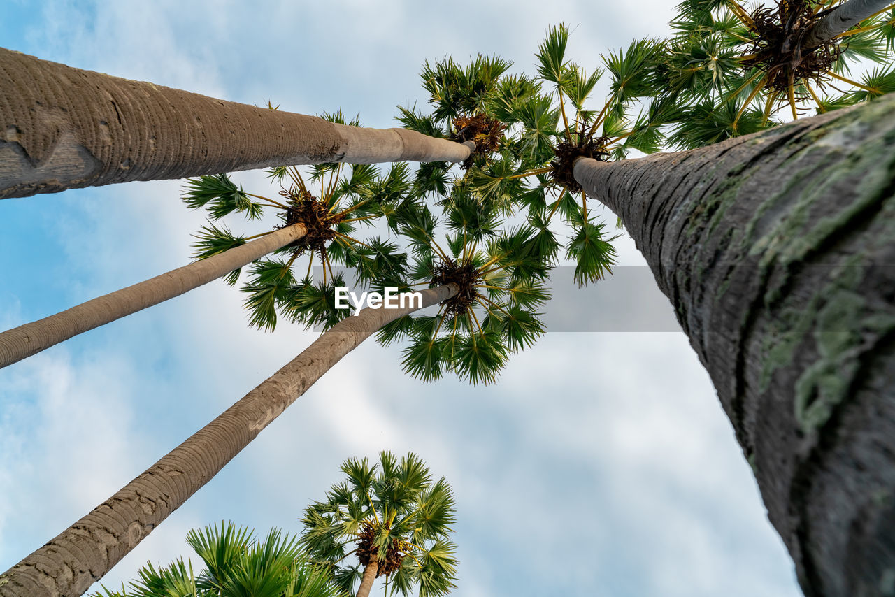 Bottom up view of palm tree with blue sky in summer. summer vibes. palm tree with green leaves 
