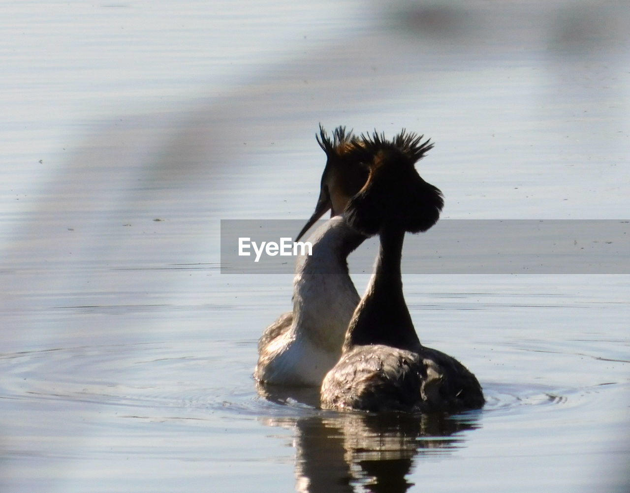 VIEW OF A BIRD IN A LAKE