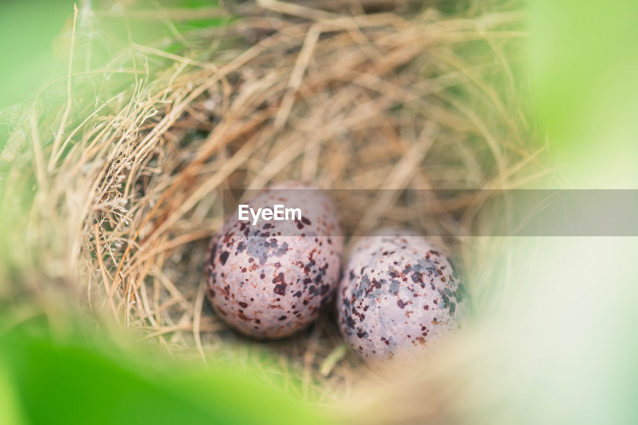 High angle view of eggs in bird nest