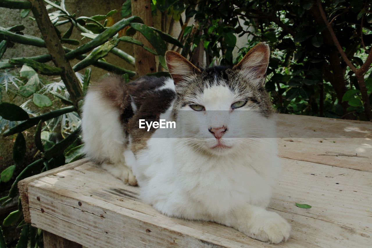 PORTRAIT OF CAT SITTING ON WOOD OUTDOORS