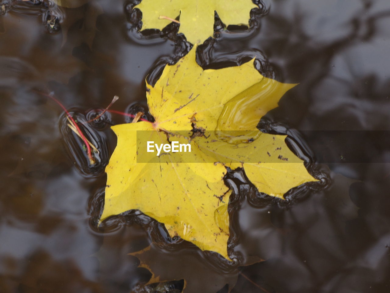 CLOSE-UP OF YELLOW WATER DROP ON LEAF