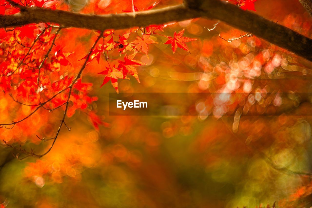 Close-up of maple tree during autumn