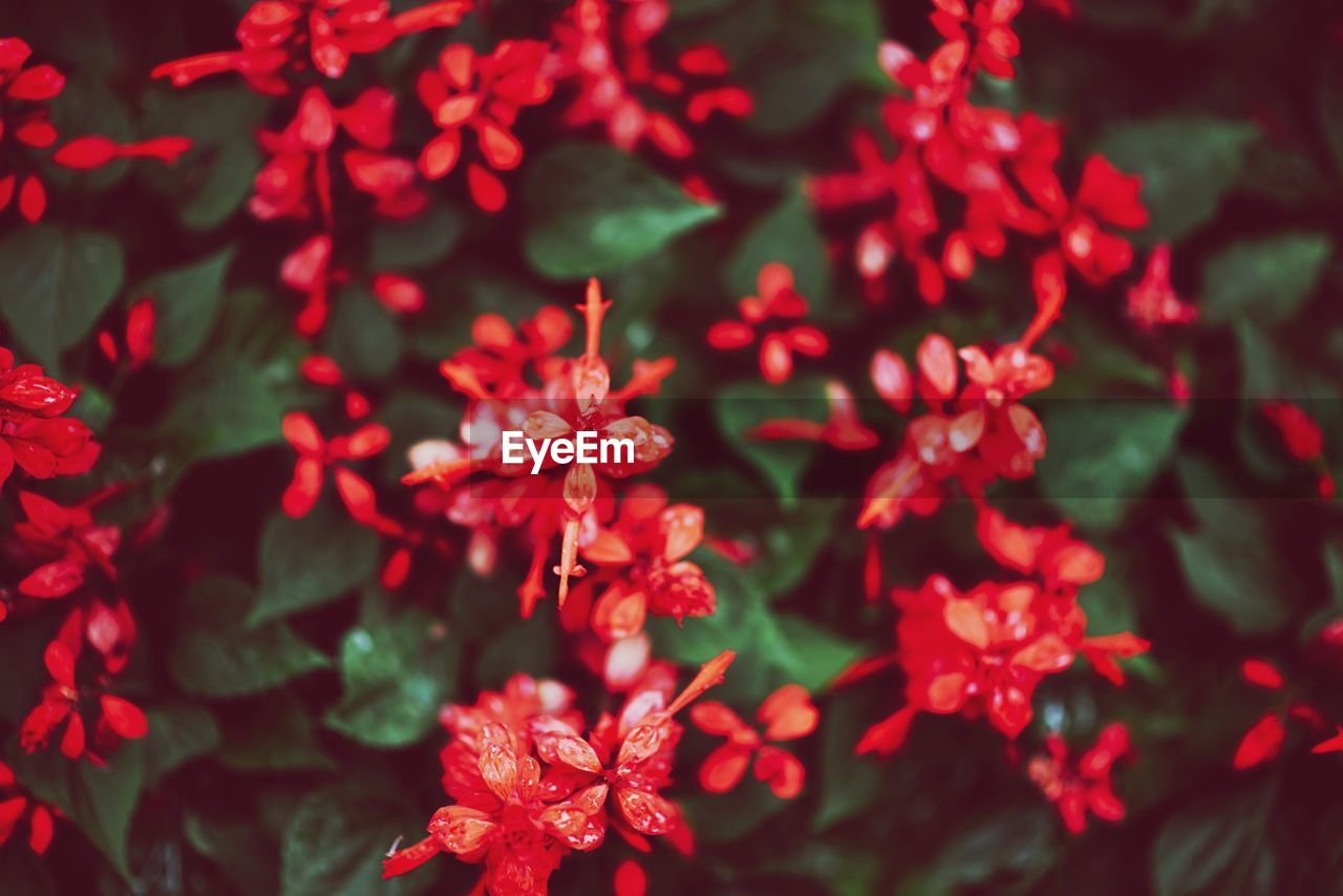 CLOSE-UP OF RED FLOWERS BLOOMING