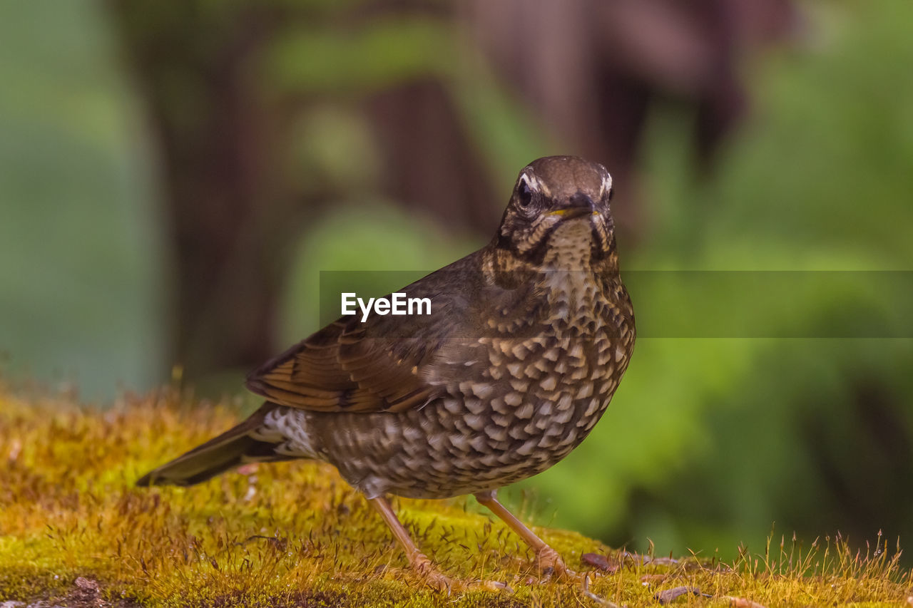 CLOSE-UP OF BIRD PERCHING ON A LAND