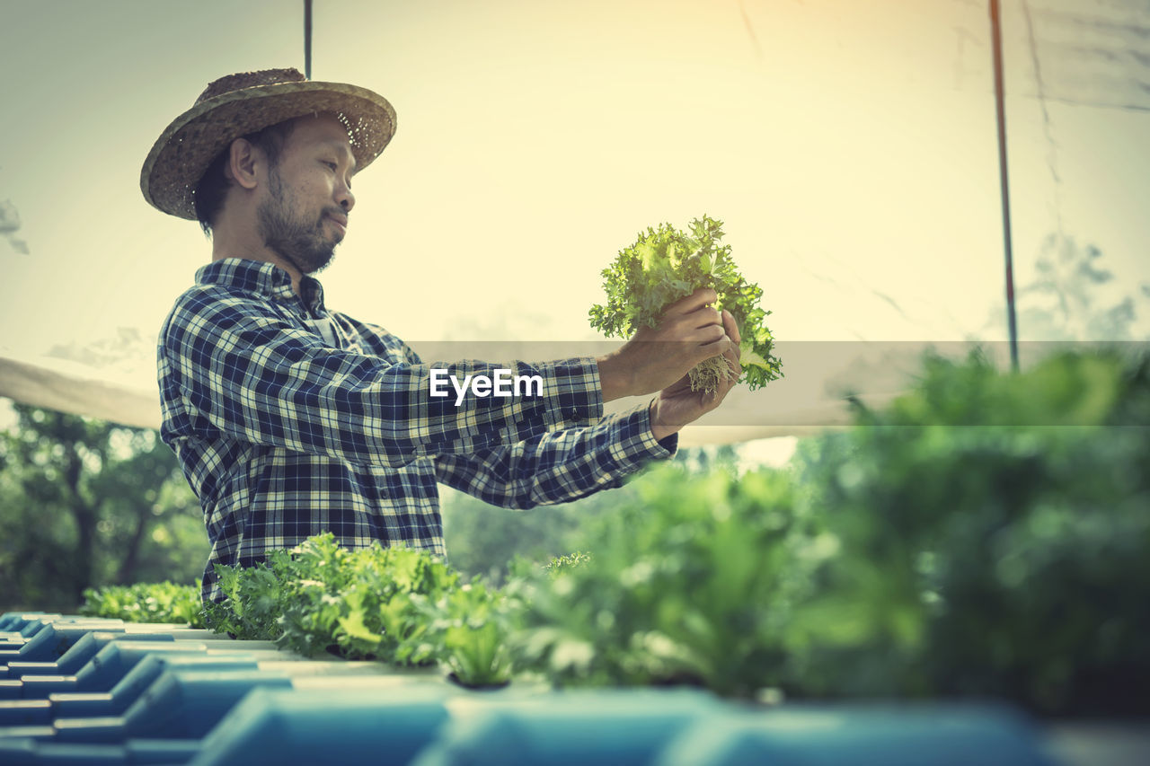 Male farmer examining crops growing in greenhouse