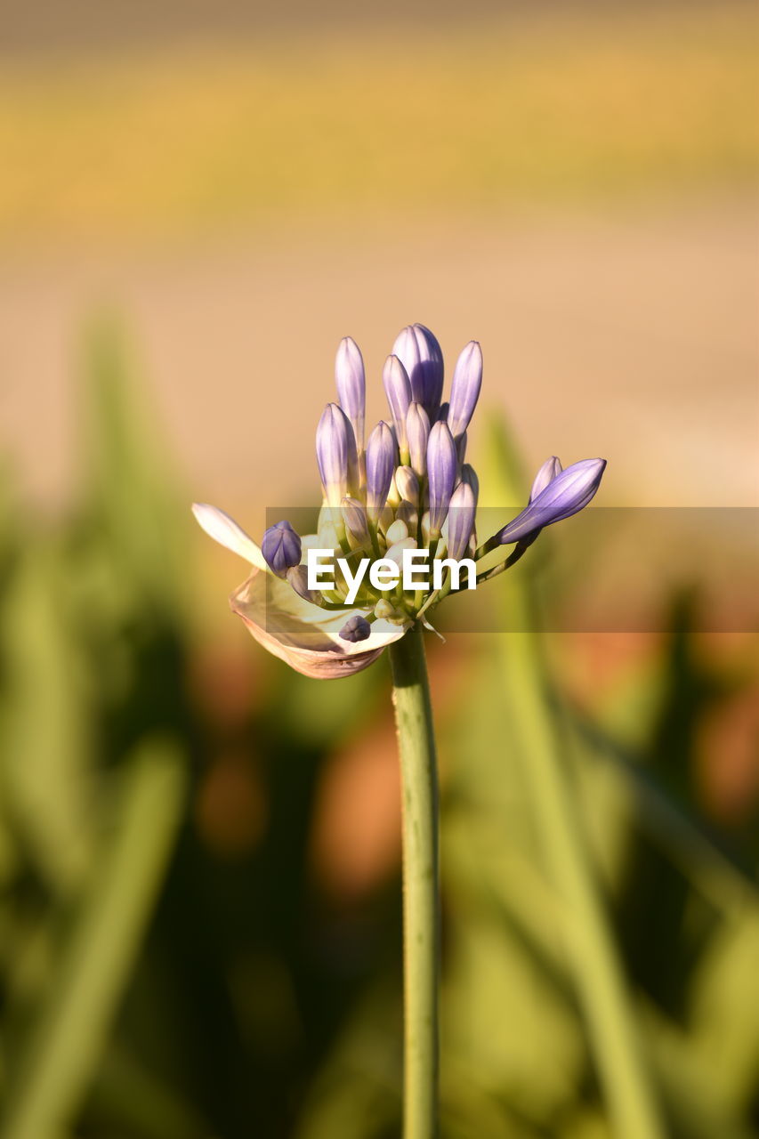 CLOSE-UP OF HONEY BEE ON PURPLE FLOWER