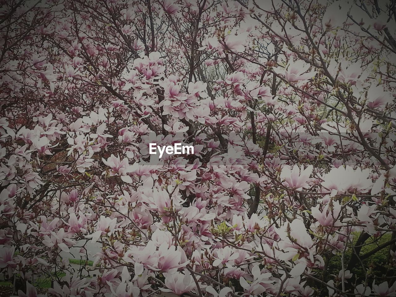 Pink flowers blooming on tree