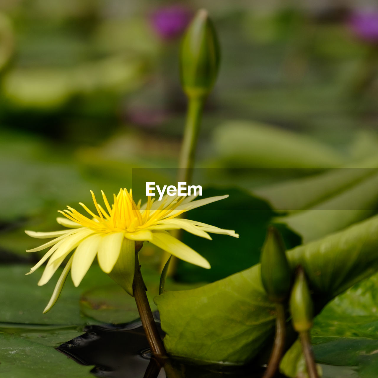 Close-up of yellow water lily floating on pond