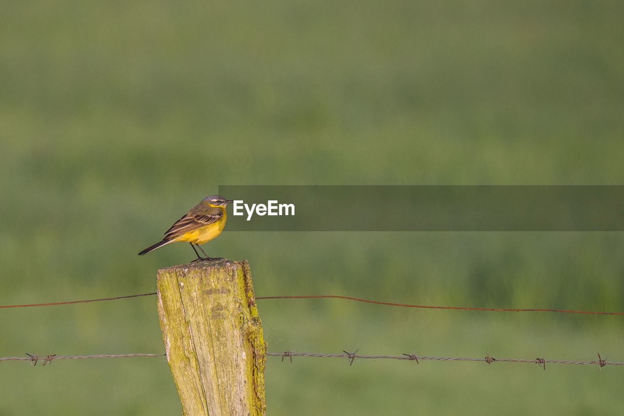 BIRD PERCHING ON WOODEN POST IN GREEN LEAF