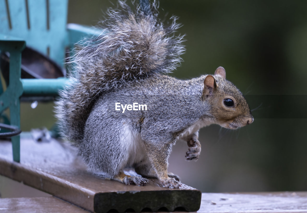 CLOSE-UP OF SQUIRREL