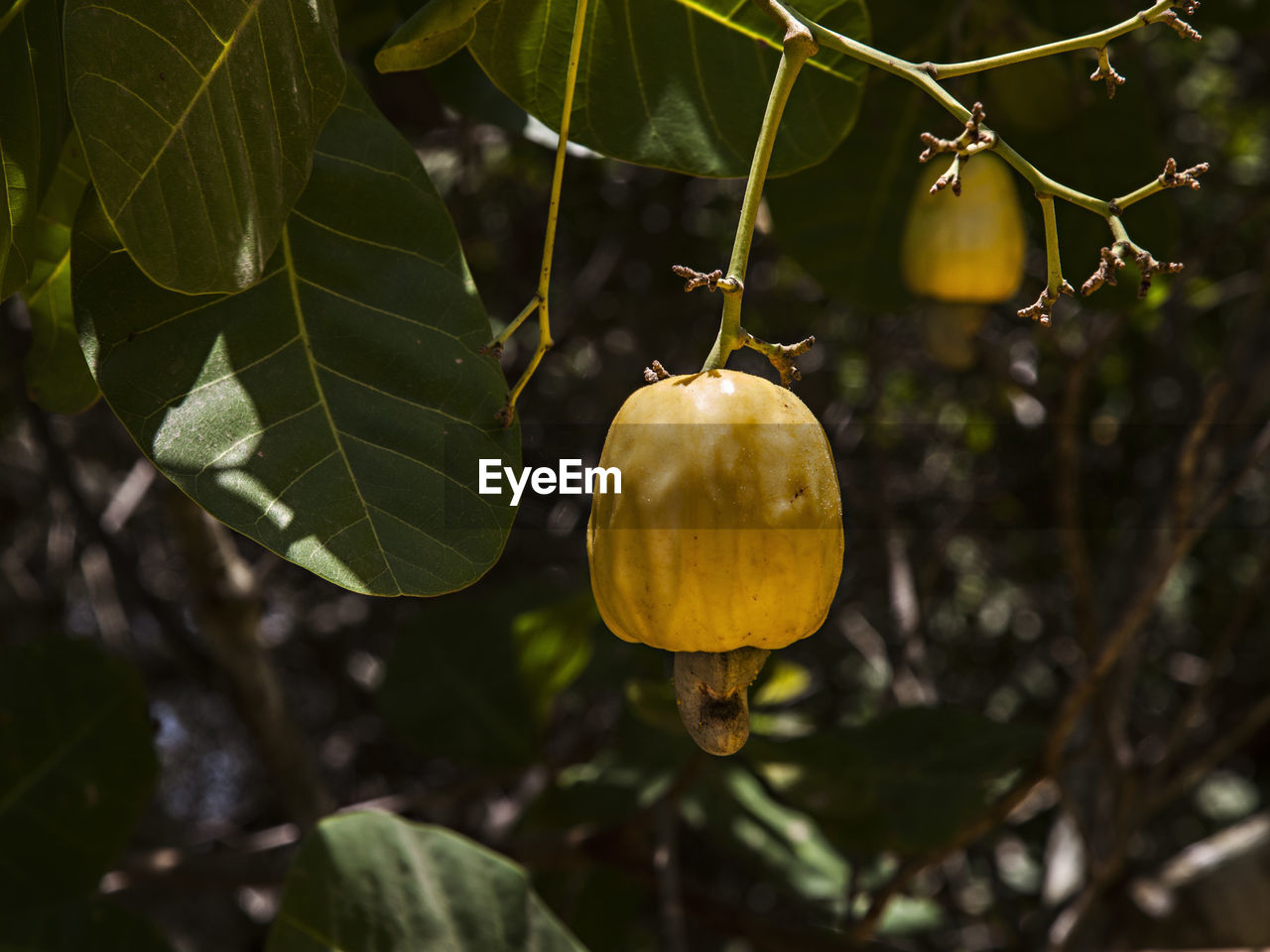 CLOSE-UP OF FRUIT ON TREE