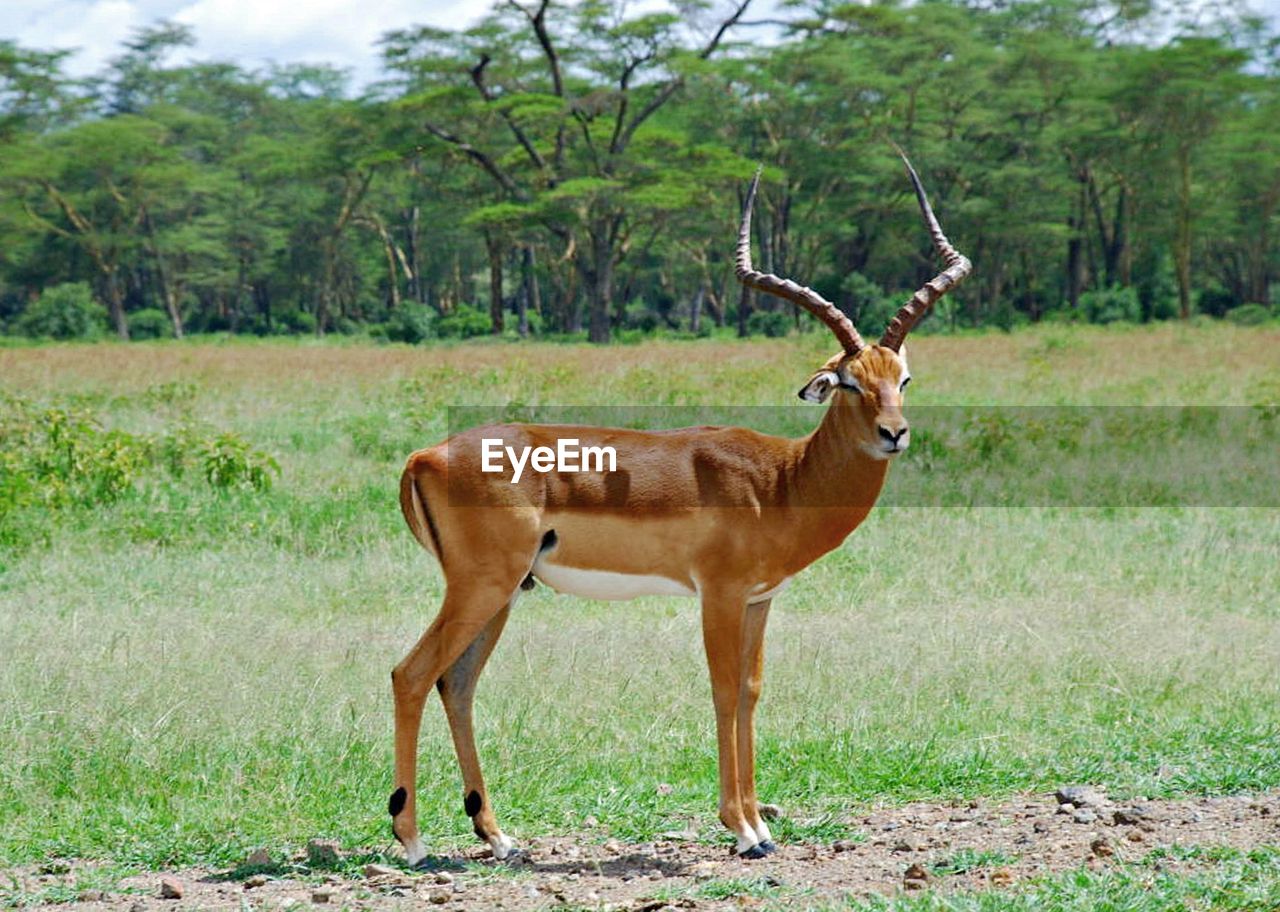 HORSE STANDING ON GRASSY FIELD