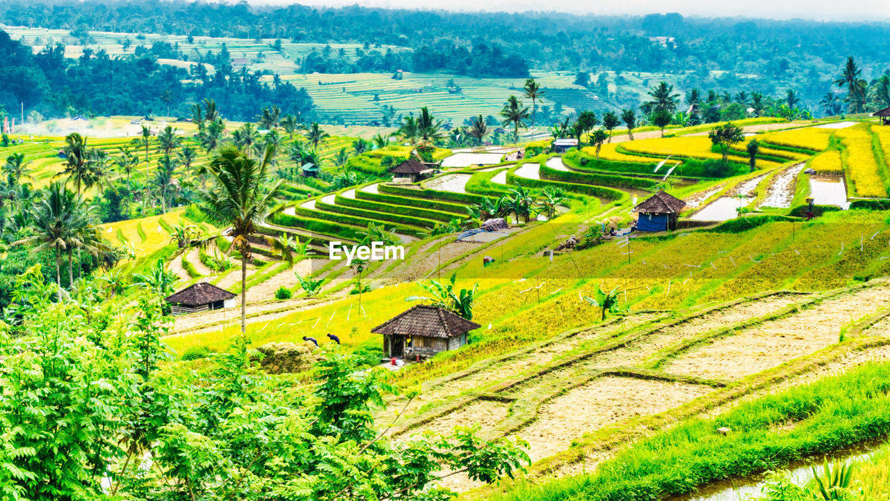 High angle view of rice field against sky