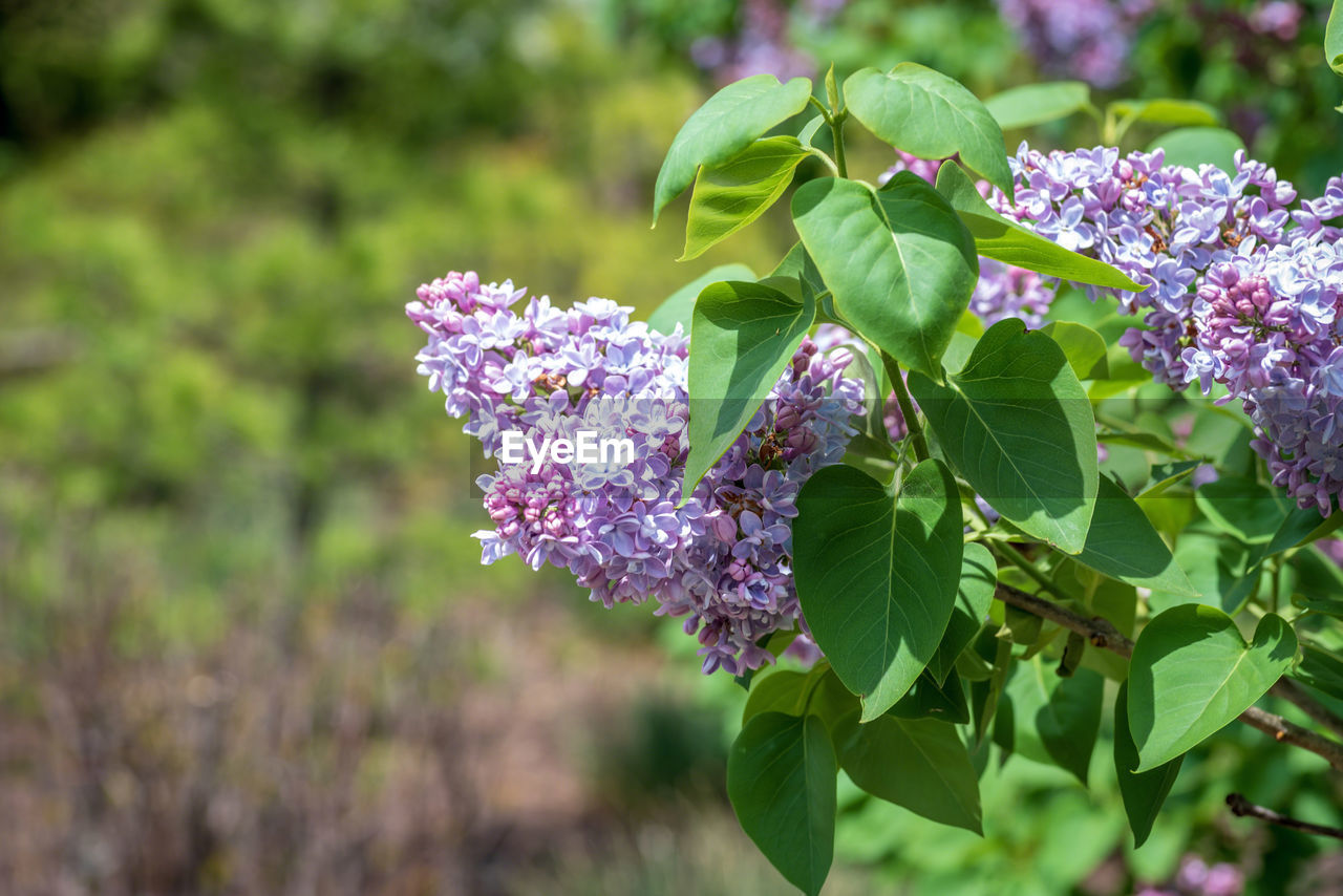 CLOSE-UP OF PURPLE FLOWER PLANT