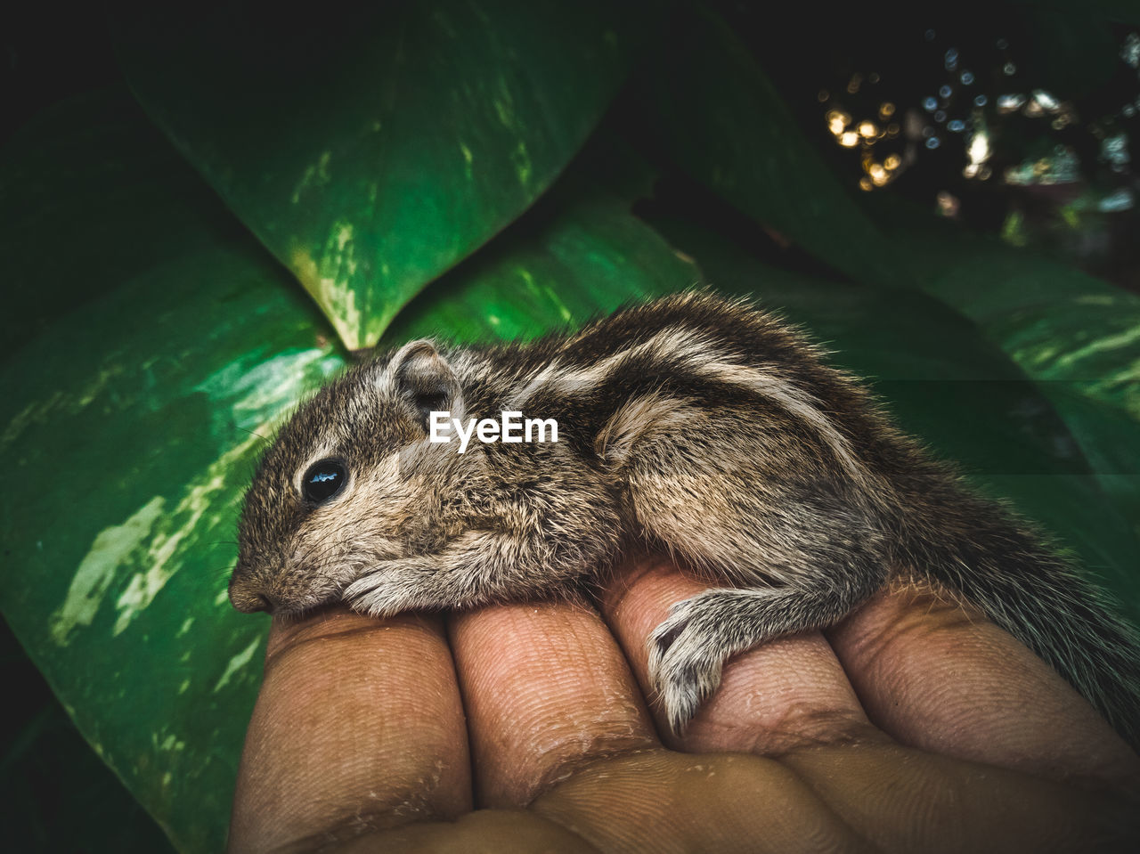 Close-up of hand holding squirrel 