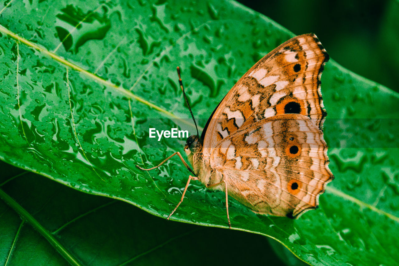 Close-up of butterfly on leaf