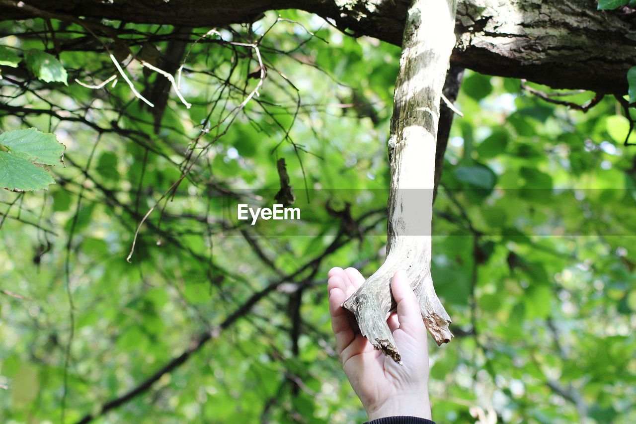 Low section of person on tree trunk in forest