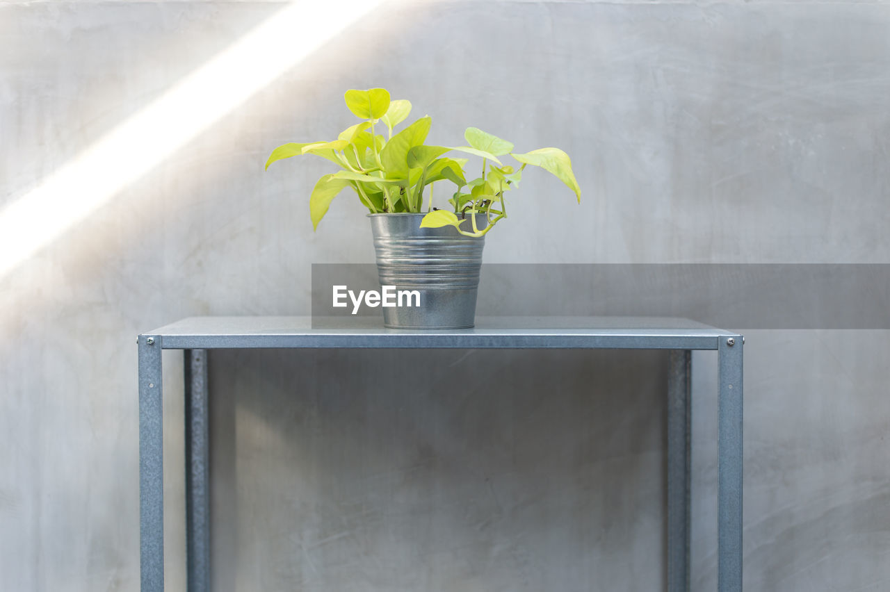 Close-up of plant on table