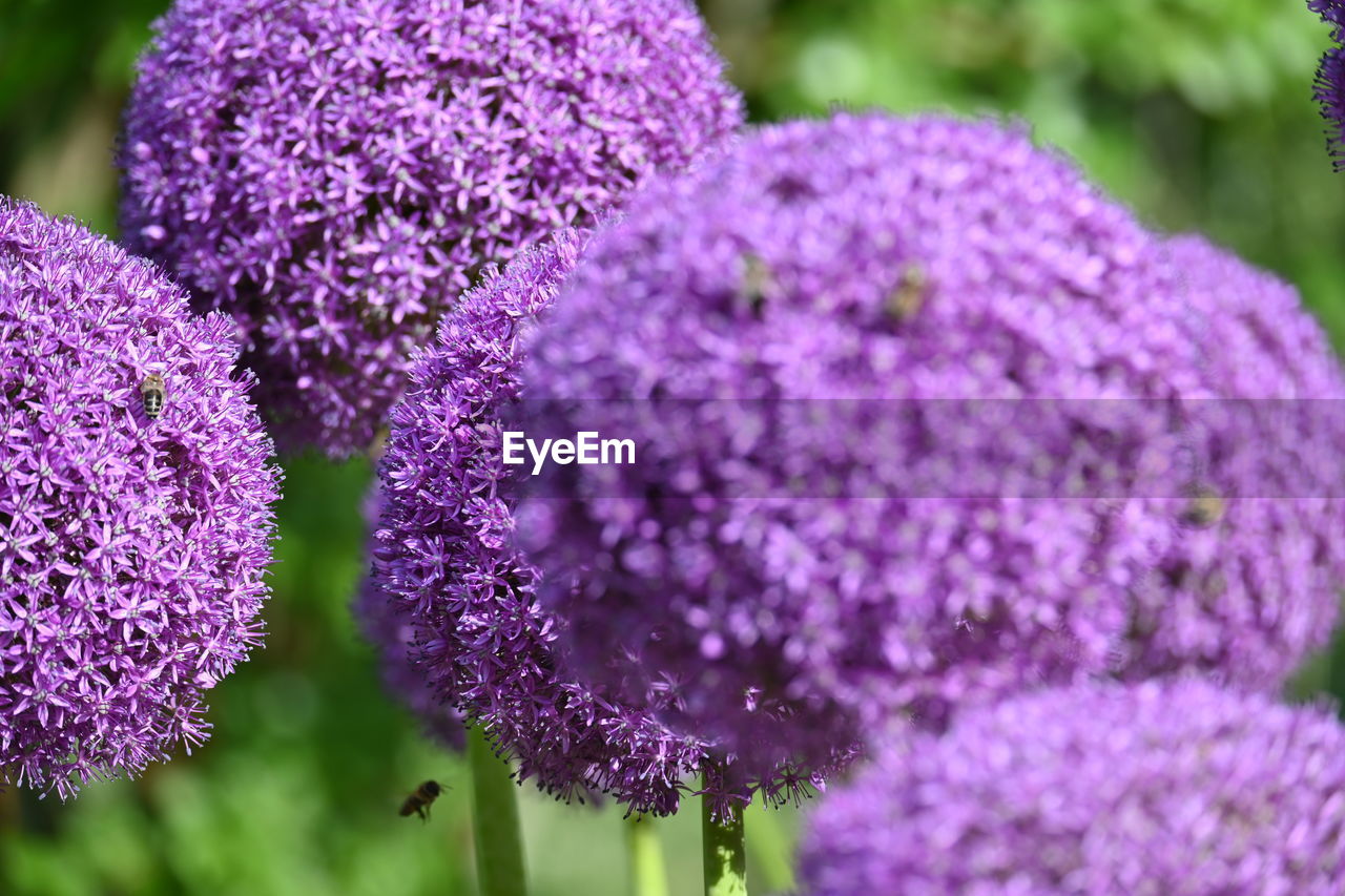 purple, flower, flowering plant, plant, freshness, lilac, beauty in nature, nature, close-up, growth, vegetable, food and drink, food, no people, inflorescence, fragility, botany, garden, outdoors, flower head, blossom, selective focus, petal, focus on foreground