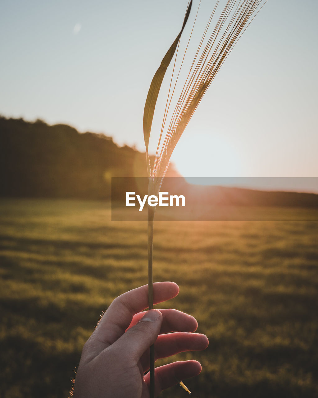 Cropped hand holding plant over grassy field against sky during sunset