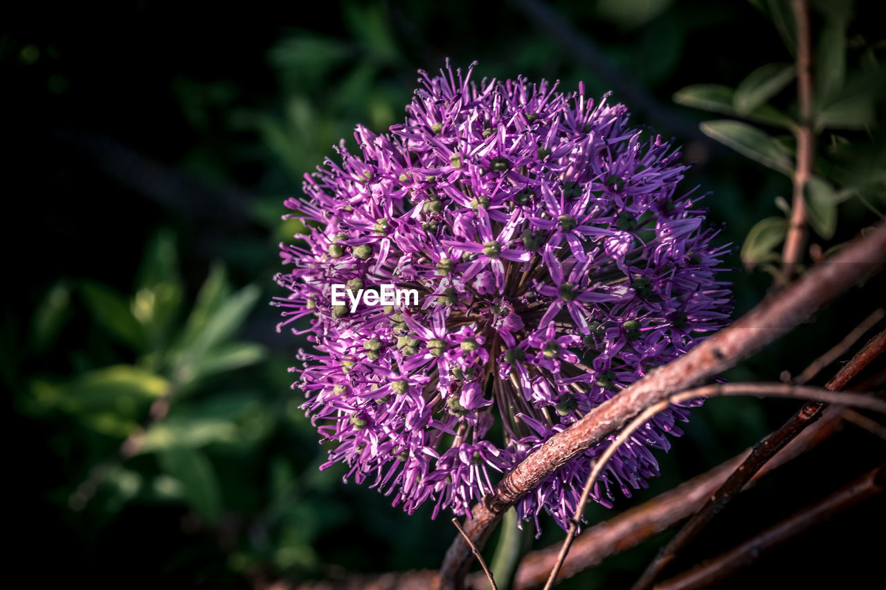 CLOSE-UP OF PURPLE CONEFLOWER