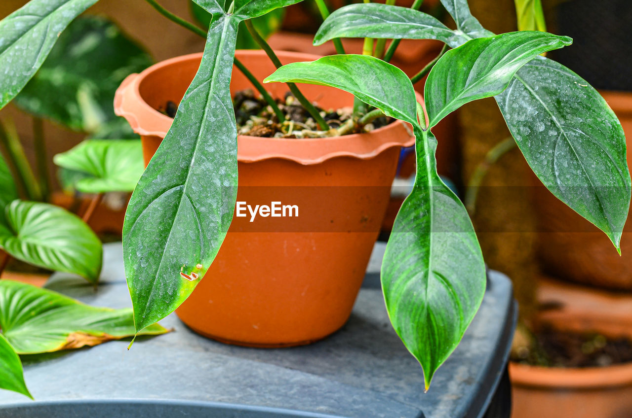 Philodendron bette waterbury in garden