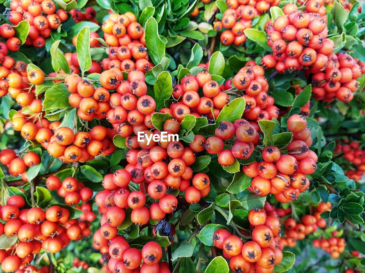 CLOSE-UP OF CHERRIES