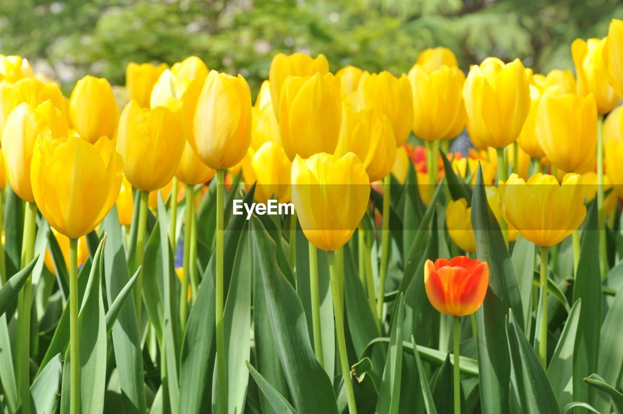 Close-up of yellow tulips blooming on field