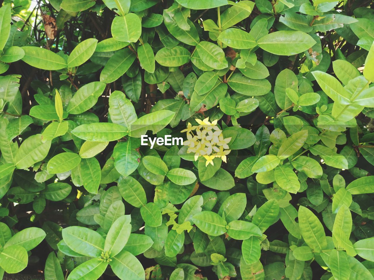 High angle view of flowering plants