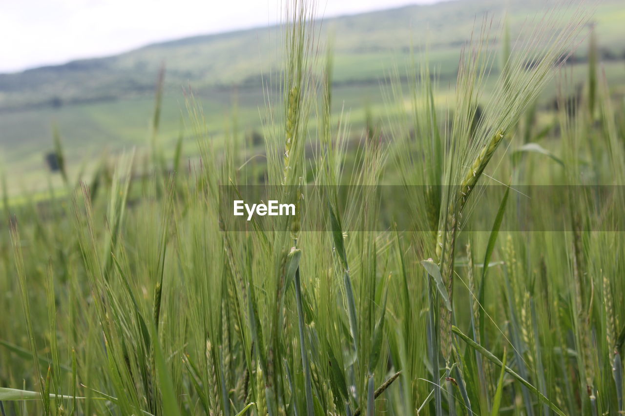 CLOSE-UP OF GRASS IN FIELD