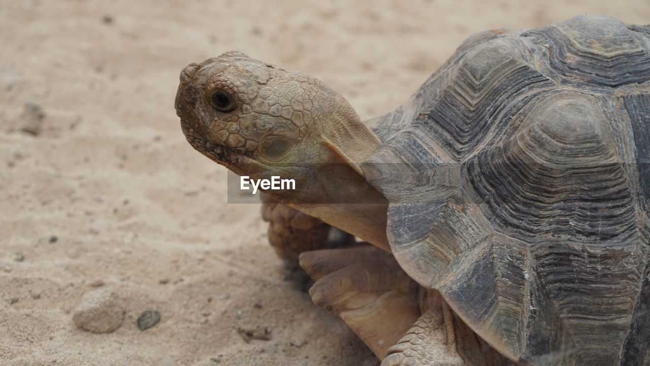 Close-up of old turtle on sand