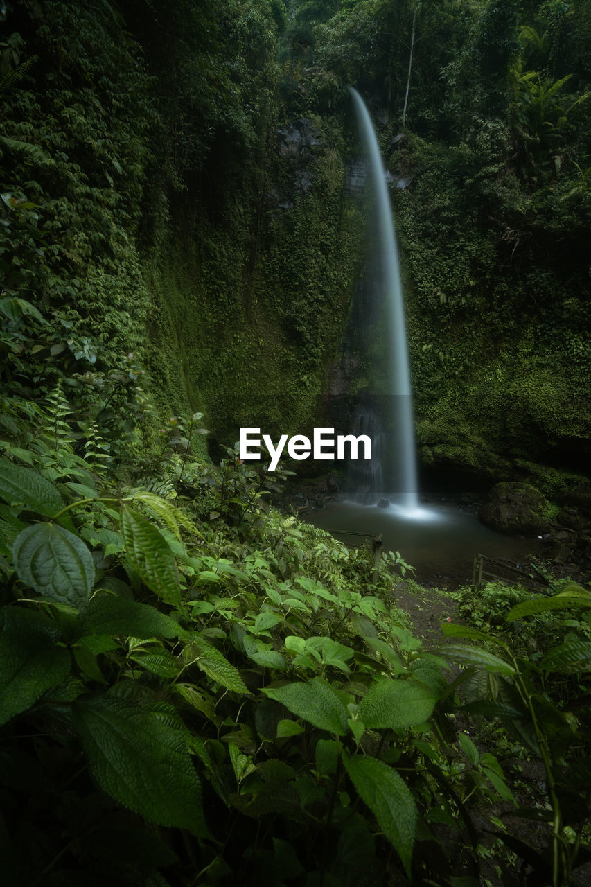 Scenic view of waterfall in forest