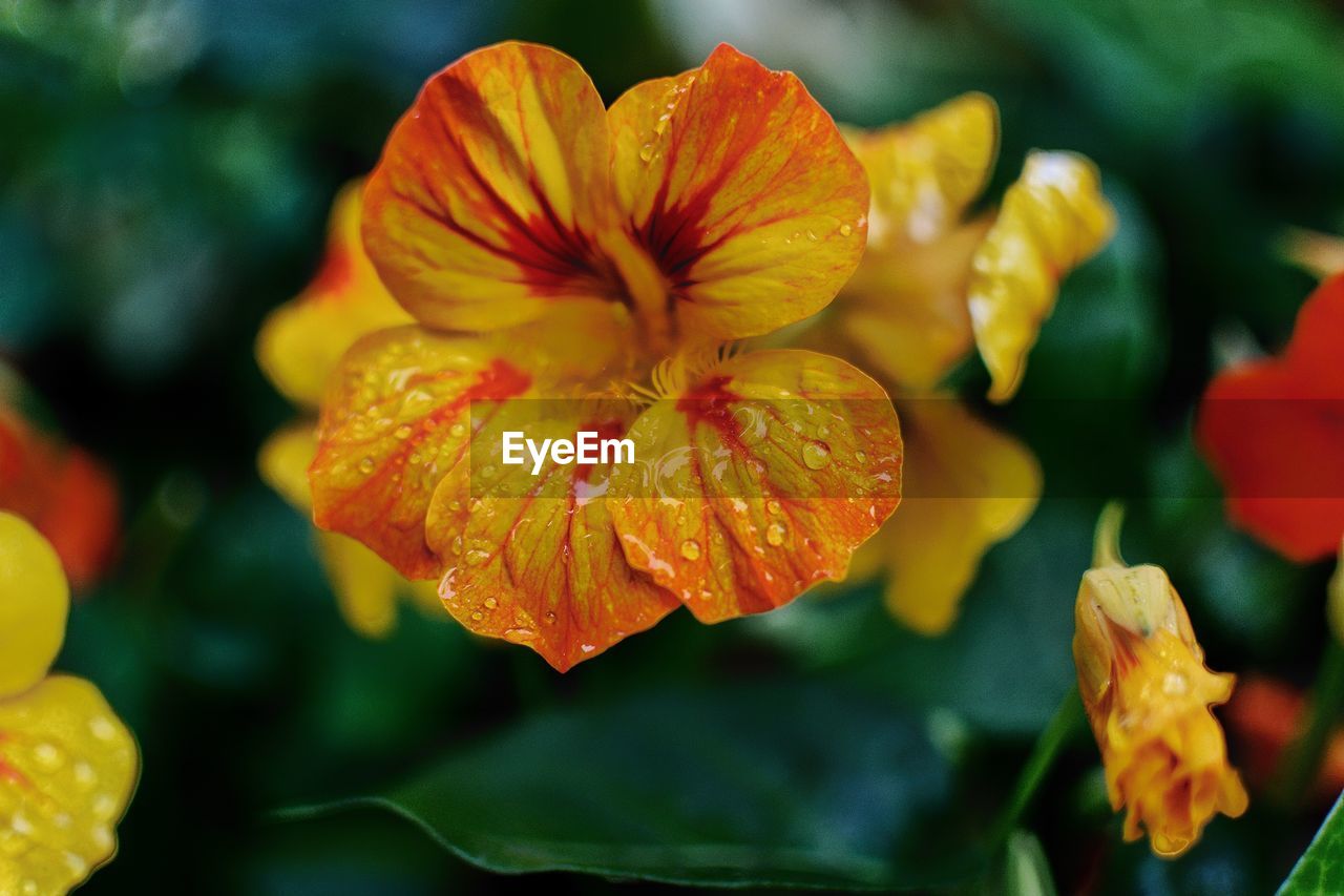 Close-up of yellow flowers blooming outdoors