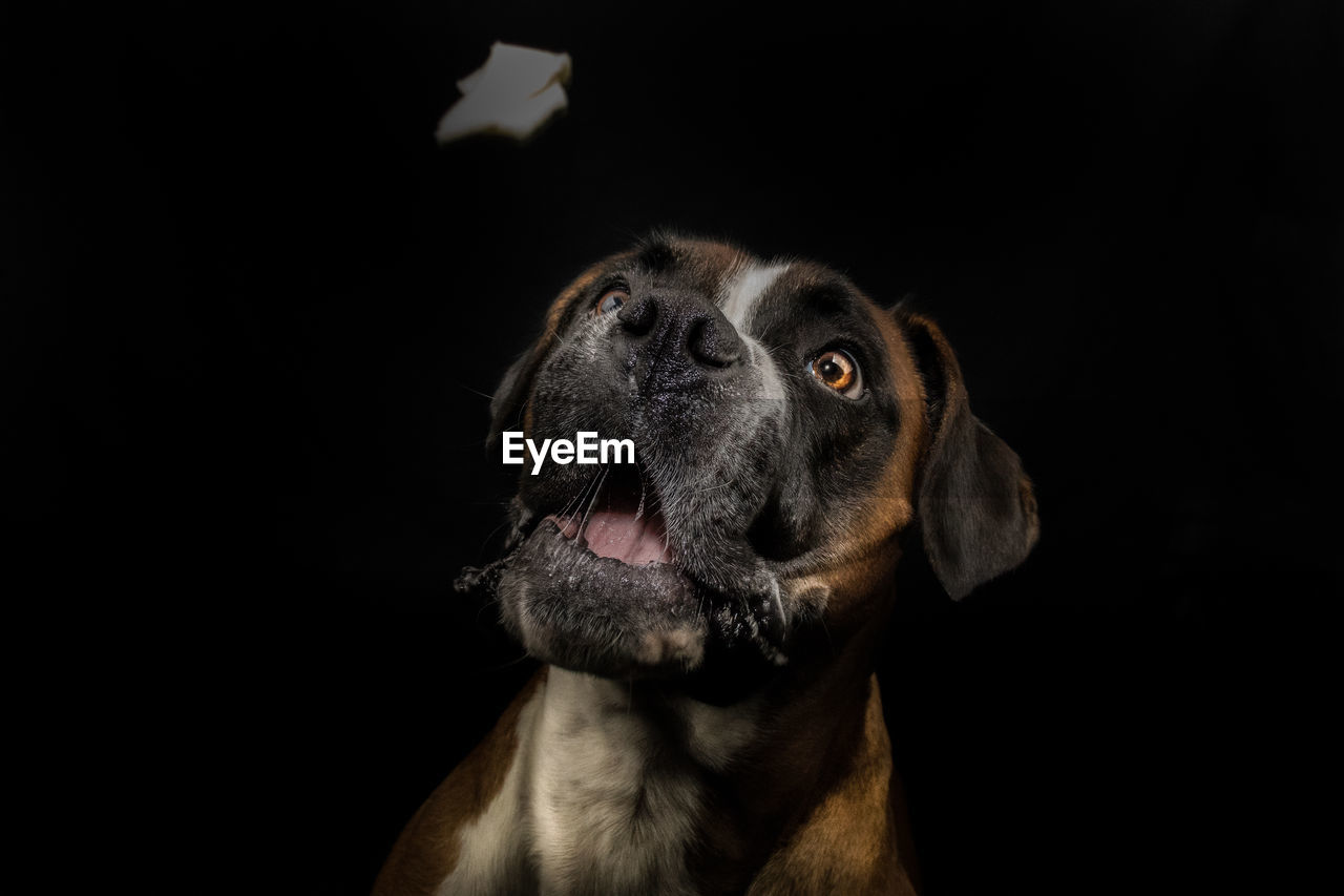 CLOSE-UP PORTRAIT OF DOG OVER BLACK BACKGROUND