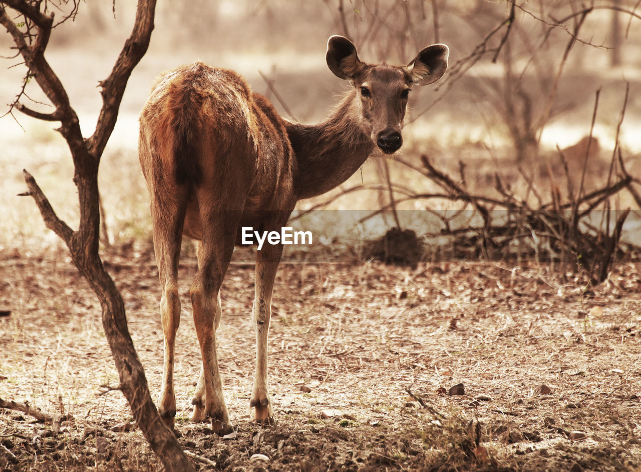 Portrait of deer standing on field at ranthambore national park
