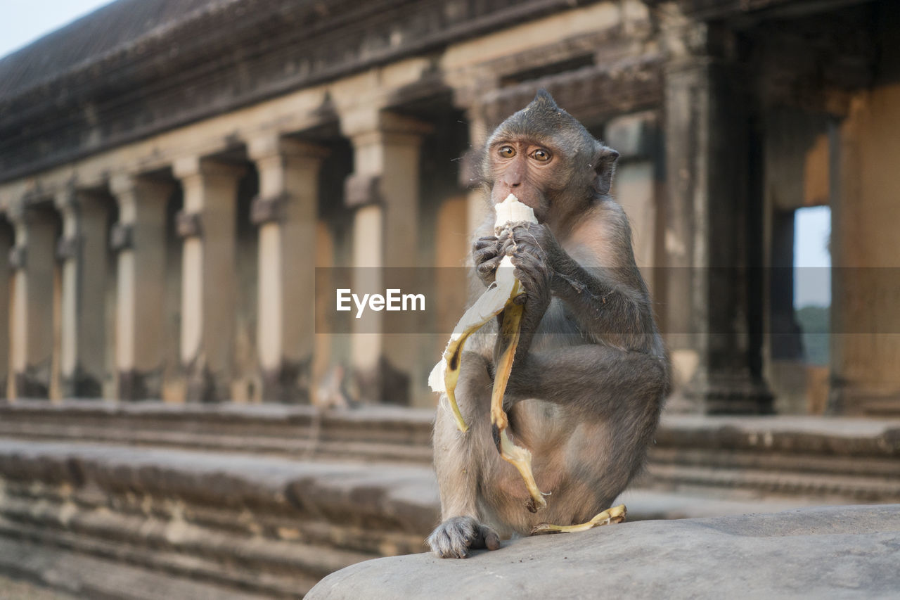 Monkey in a temple 