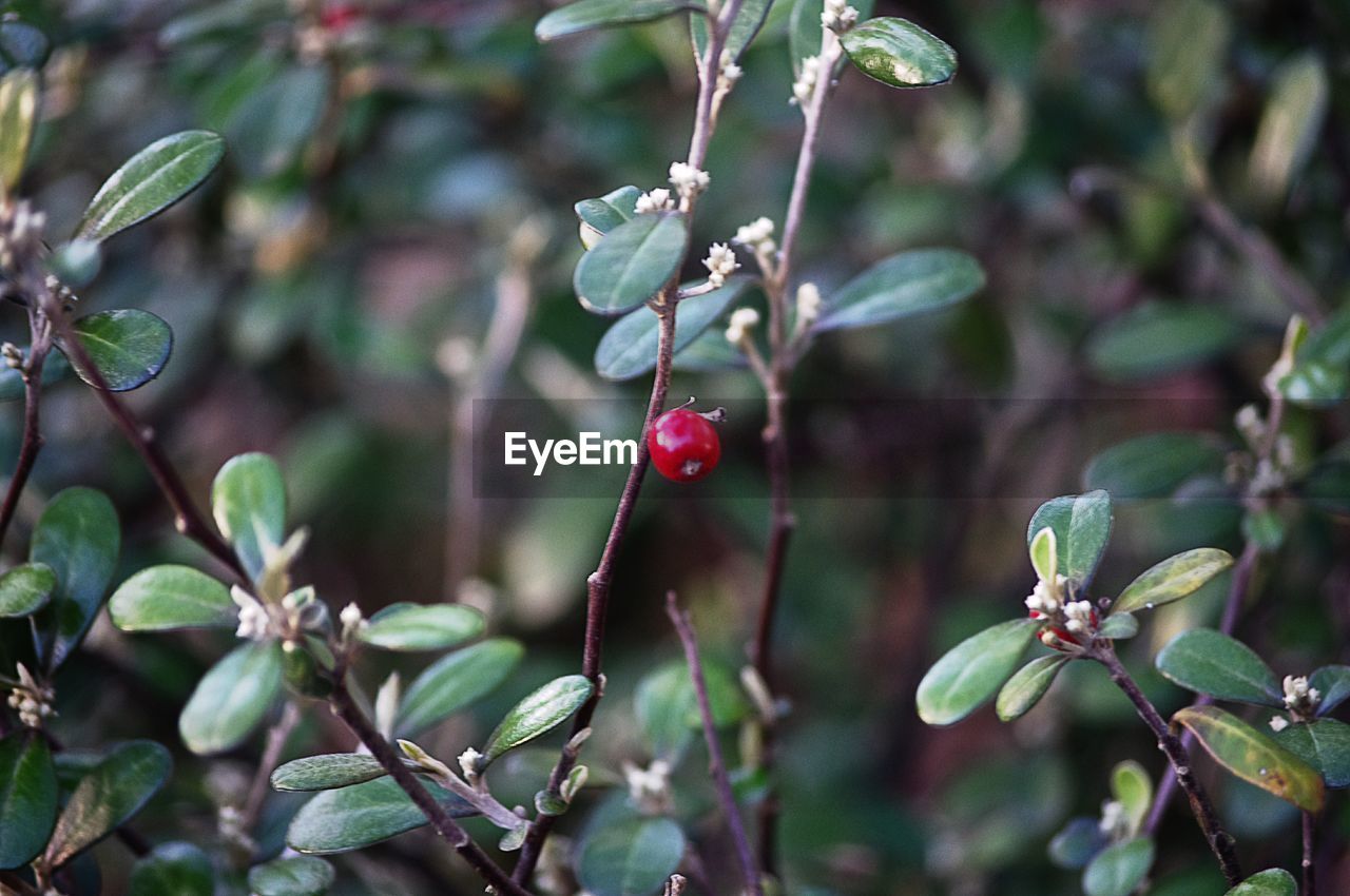 CLOSE-UP OF RED BERRIES ON TREE