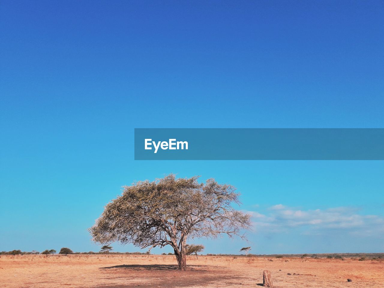 Tree on field against clear blue sky