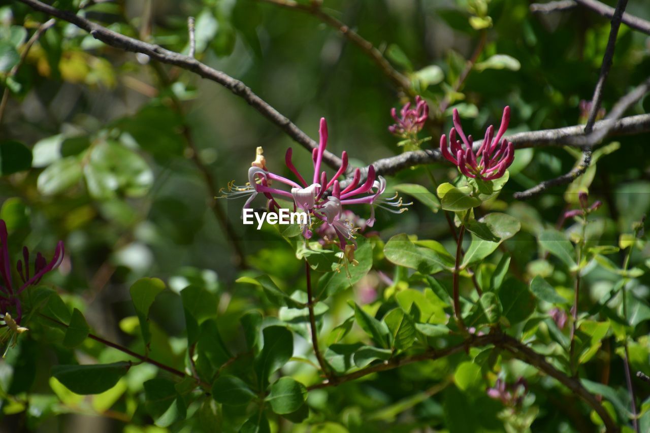 CLOSE-UP OF FLOWERS ON TREE