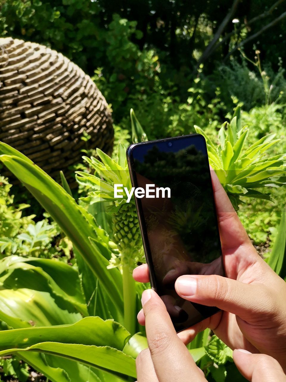 Cropped hands of woman using mobile phone