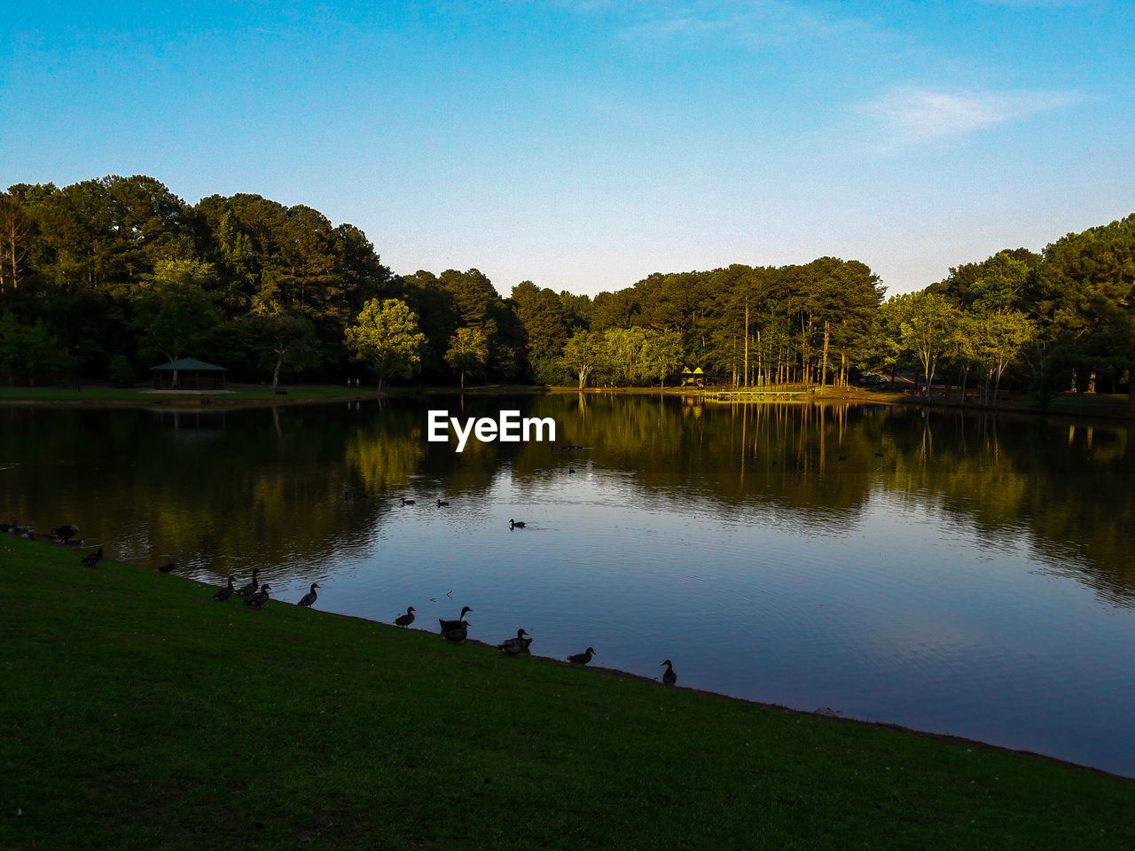 SCENIC VIEW OF LAKE AND TREES