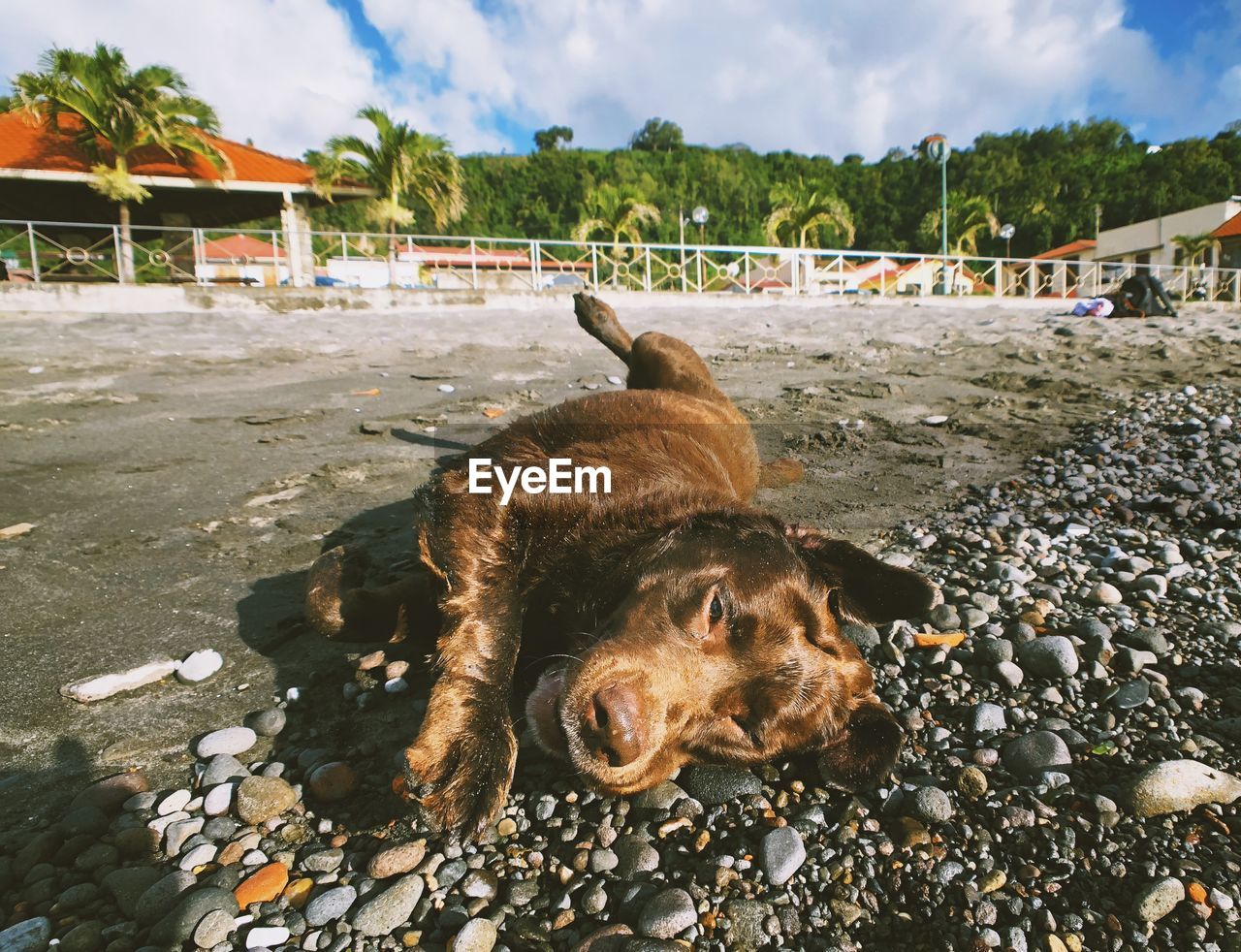 DOG ON BEACH AGAINST SKY