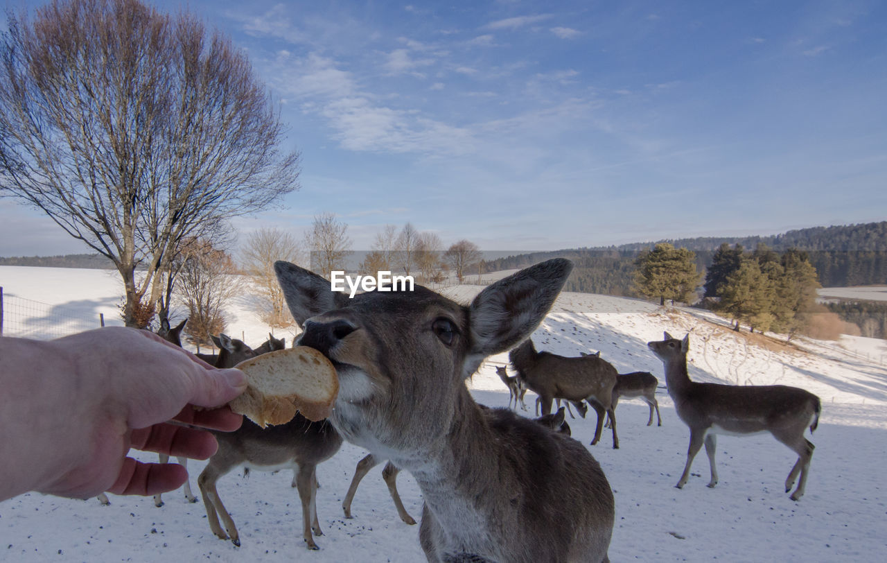 Cropped image of hand feeding deer during winter