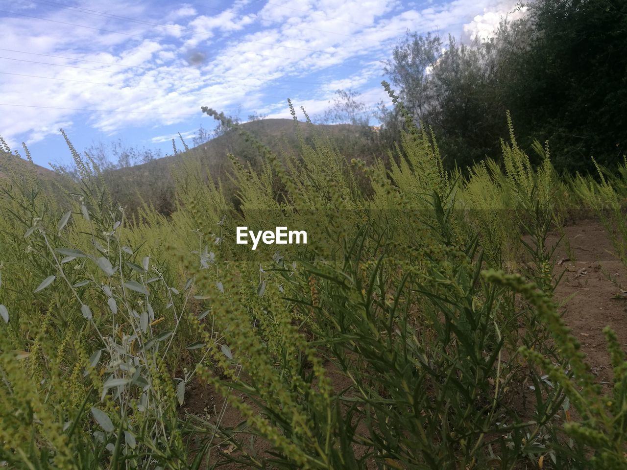 PLANTS ON FIELD AGAINST SKY