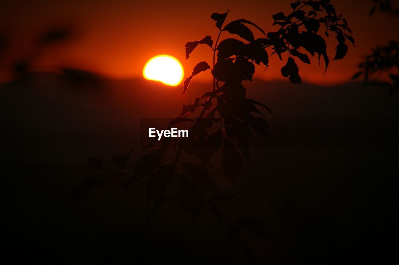 Silhouette of plant during sunset