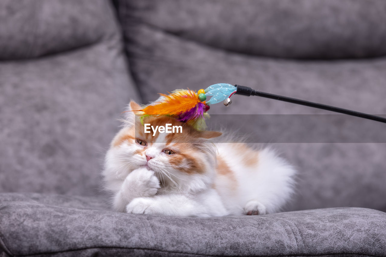 CLOSE-UP OF CAT ON SOFA AGAINST GRAY BACKGROUND