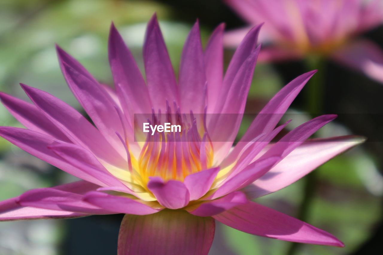 CLOSE-UP OF WATER LILY