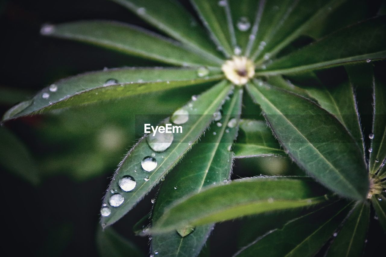 Waterdrops at the green plant